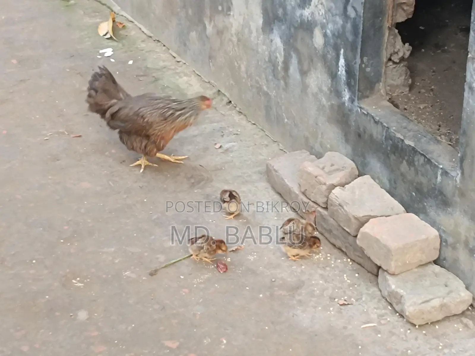 Local Hen with 4 Chicks for Sale