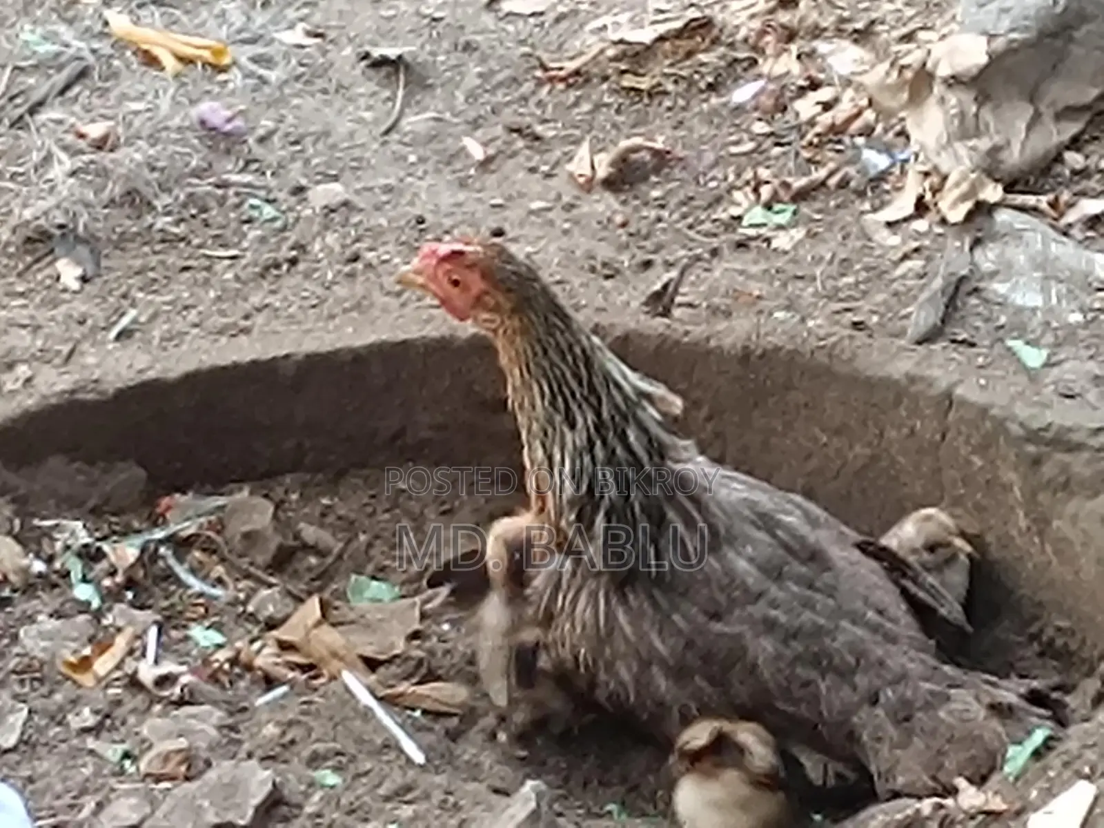 Local Hen with 4 Chicks for Sale
