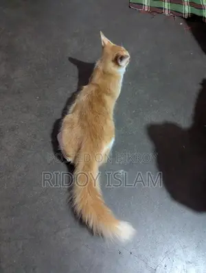 Max Bit Cat
