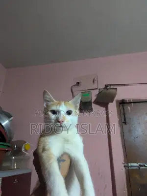 Max Bit Cat