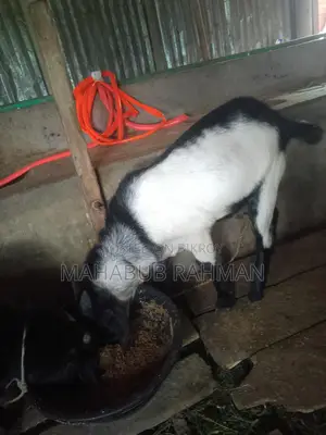 Black Bengal Buck (Goat)
