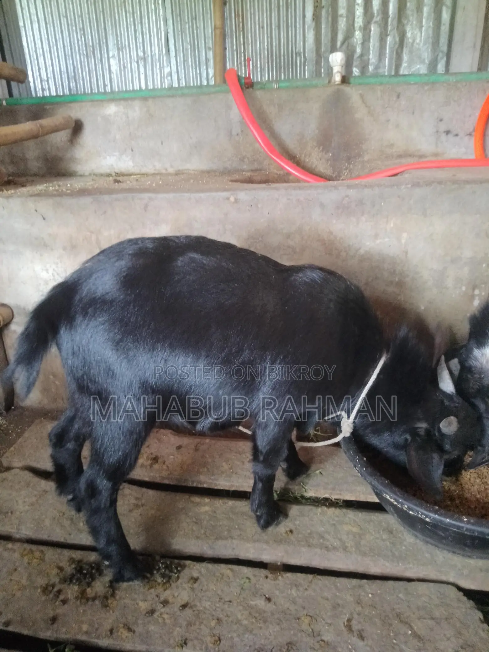 Black Bengal Buck (Goat)