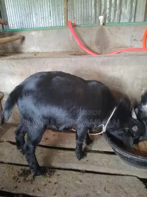 Black Bengal Buck (Goat)