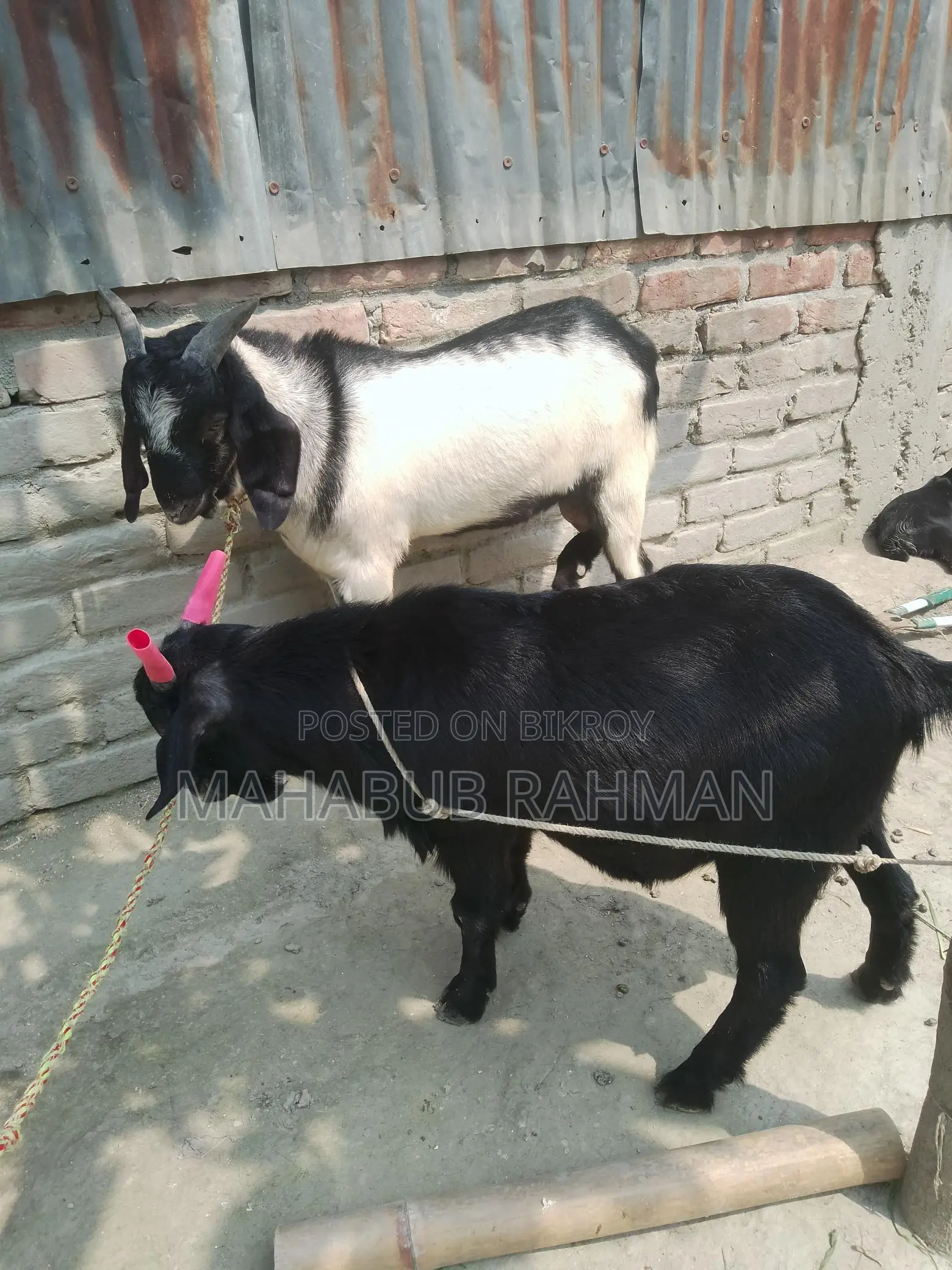 Black Bengal Buck (Goat)