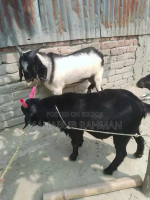 Black Bengal Buck (Goat)