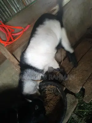 Black Bengal Buck (Goat)