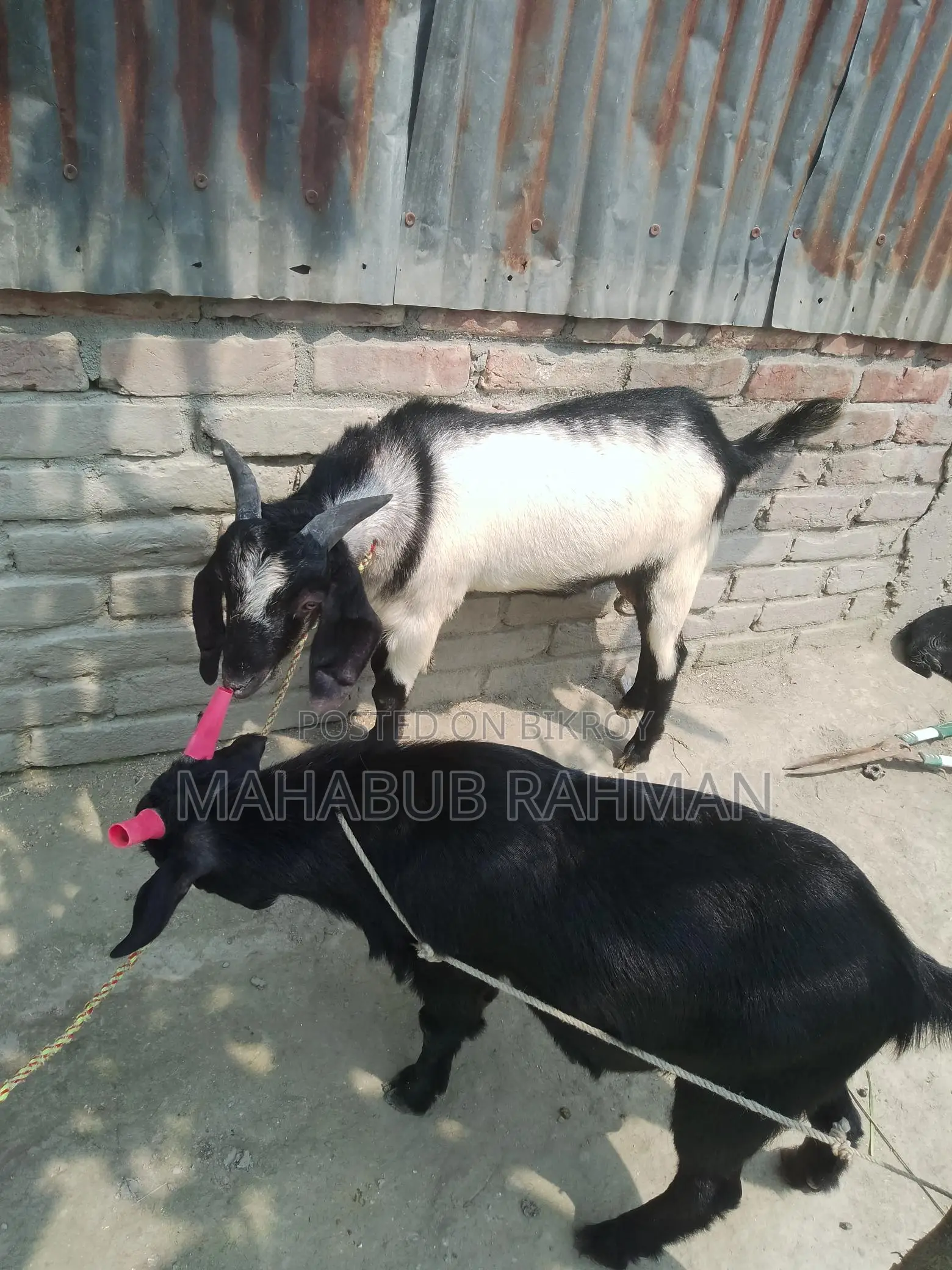 Black Bengal Buck (Goat)