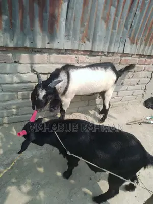 Black Bengal Buck (Goat)