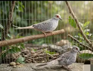 Adult Diamond Dove pair for sale at a low price.