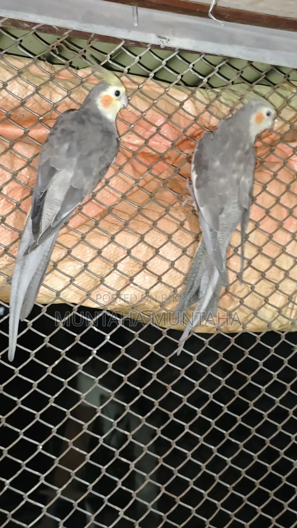 Cockatiel Pair