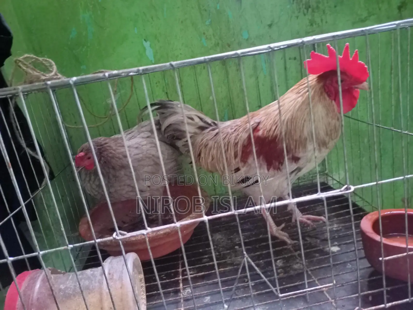 সুরমা কালার জোড়া