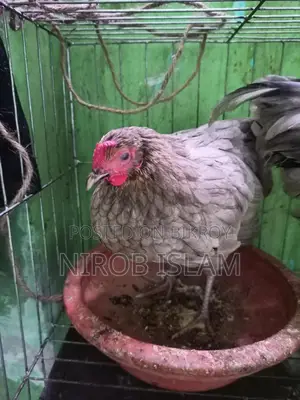 সুরমা কালার জোড়া