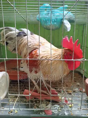 সুরমা কালার জোড়া