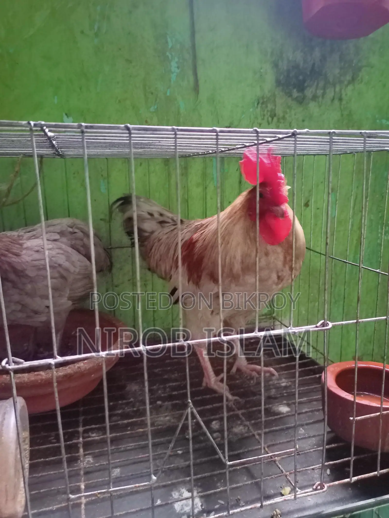 সুরমা কালার জোড়া