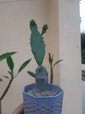 Flowering plant with pot