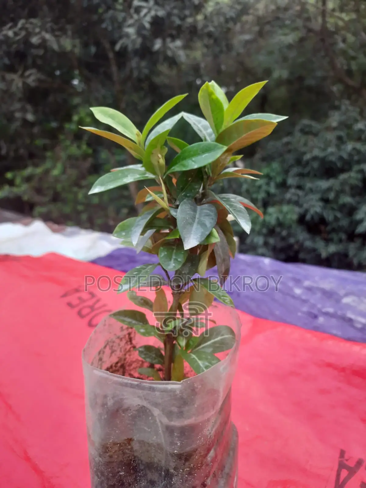 Flowering plant with pot