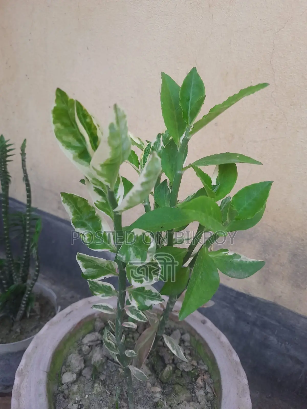 Flowering plant with pot
