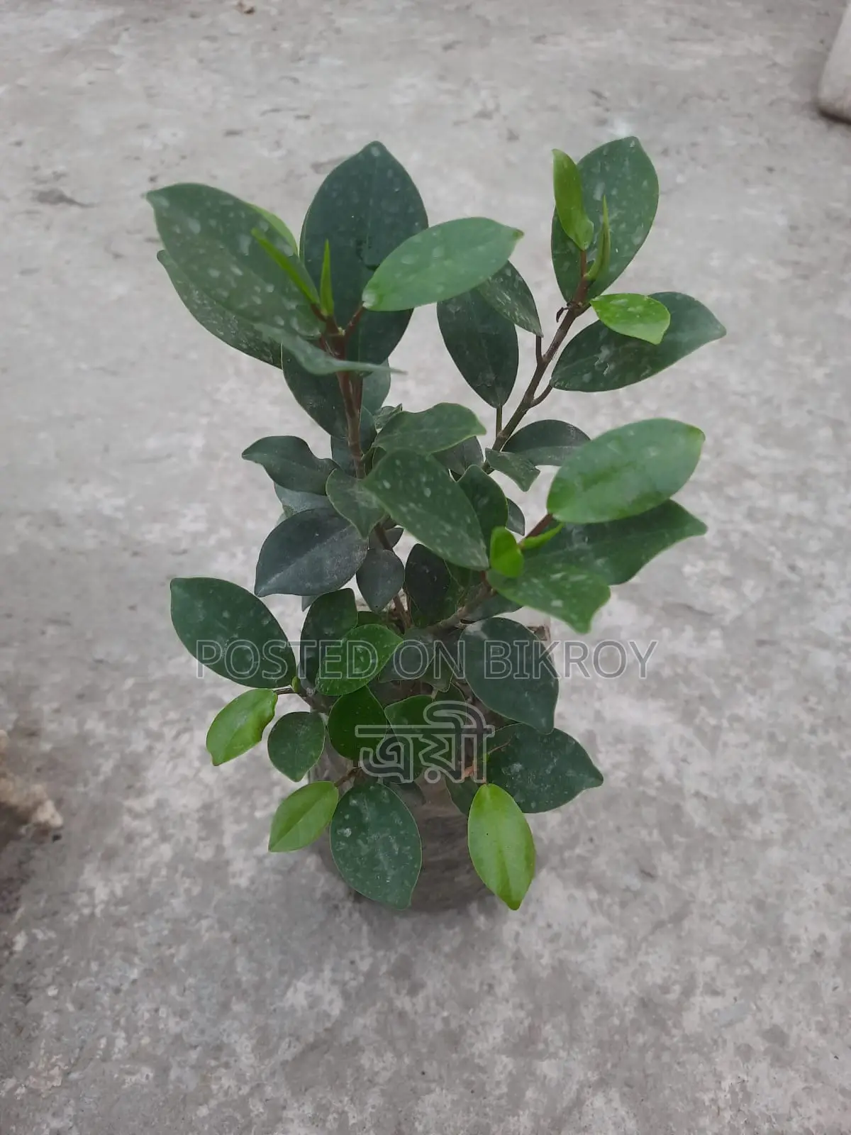 Flowering plant with pot