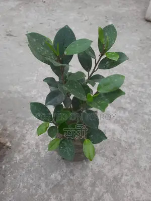 Flowering plant with pot