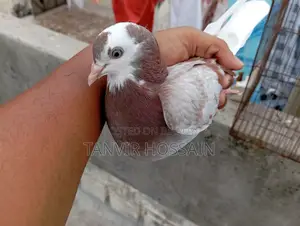 Lal Gorra Baby Pair High Fly Kore