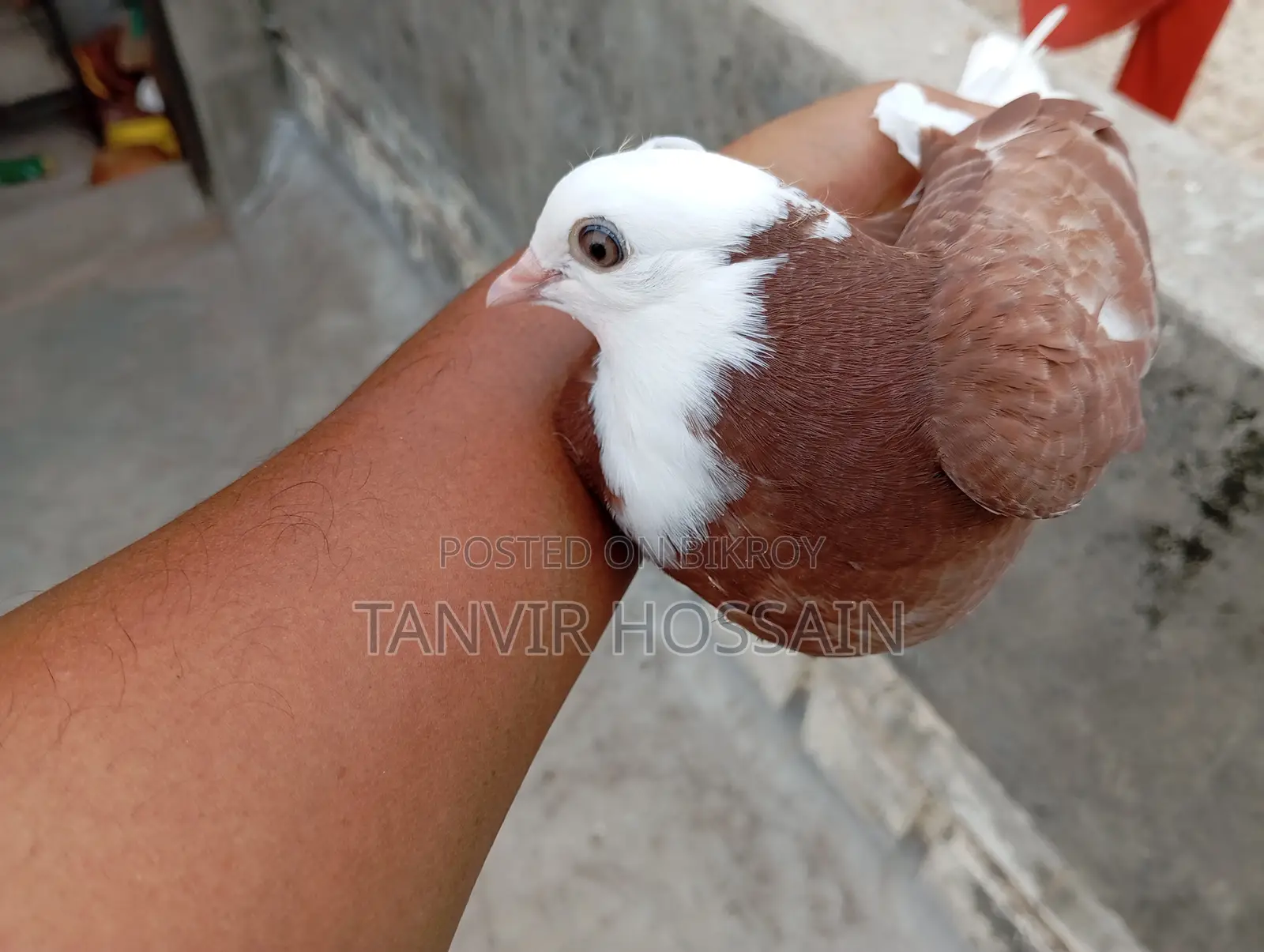 Lal Gorra Baby Pair High Fly Kore