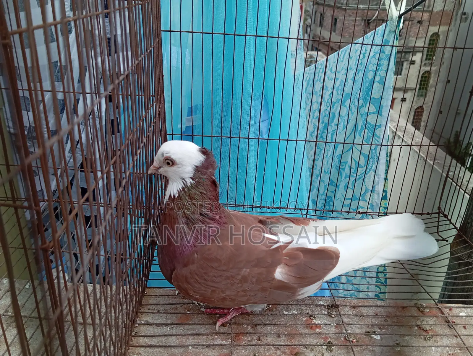 Lal Gorra Baby Pair High Fly Kore