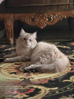 Persian Cat
