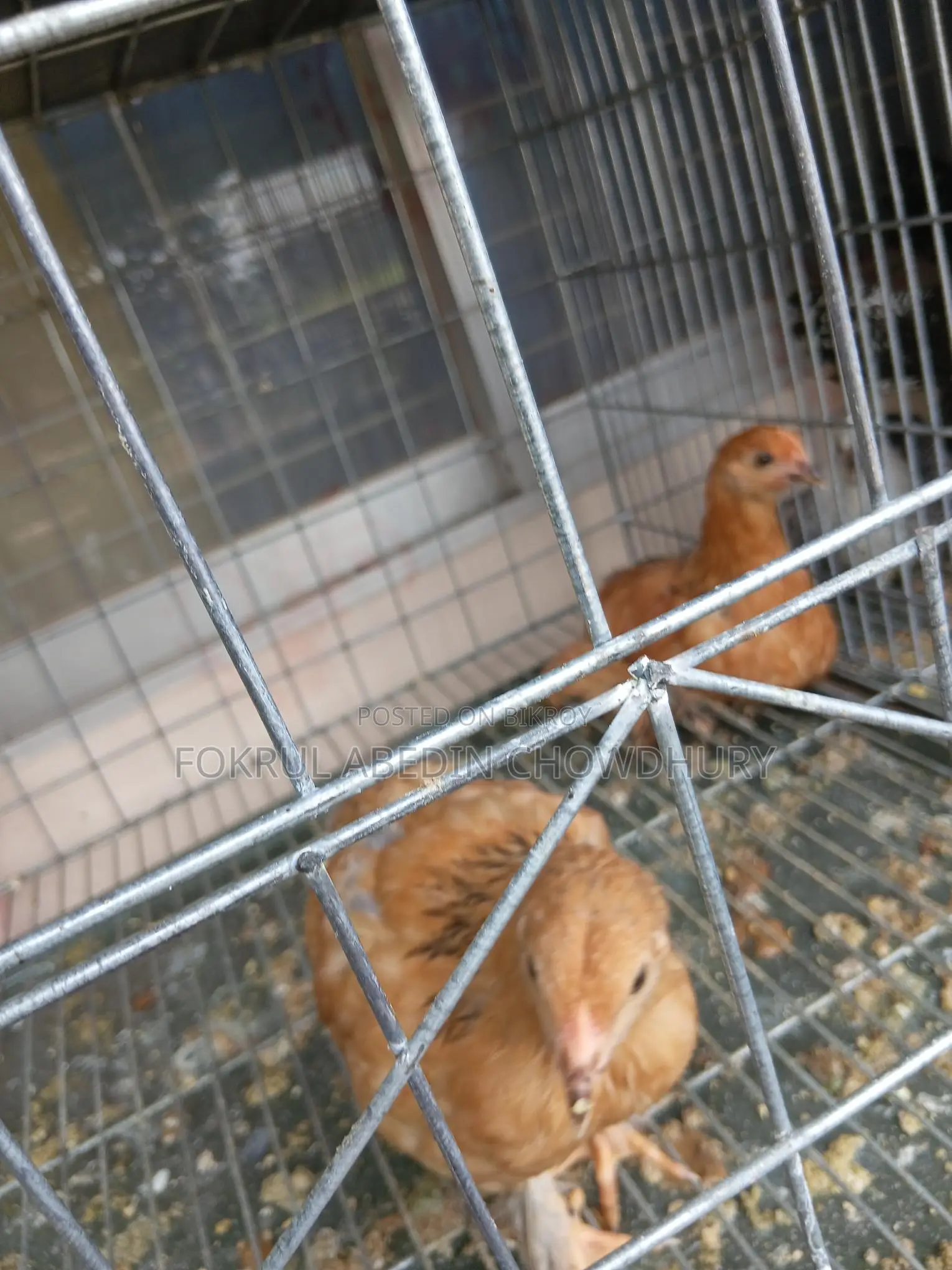 ব্রাহমা মুরগ