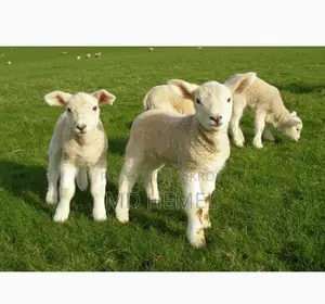 Looking to buy a lamb.