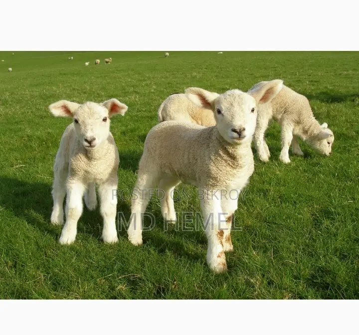 Looking to buy a lamb.