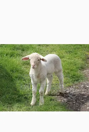 Looking to buy a lamb.