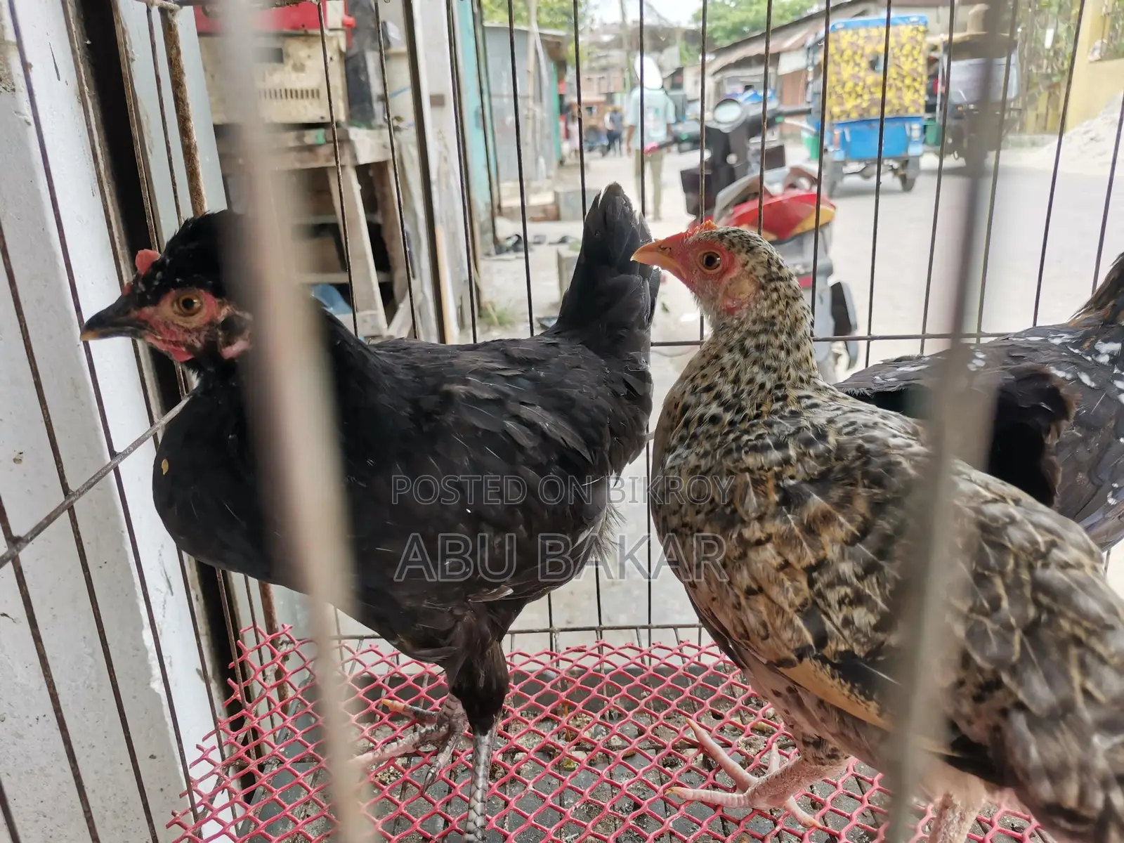 Desi Chicken