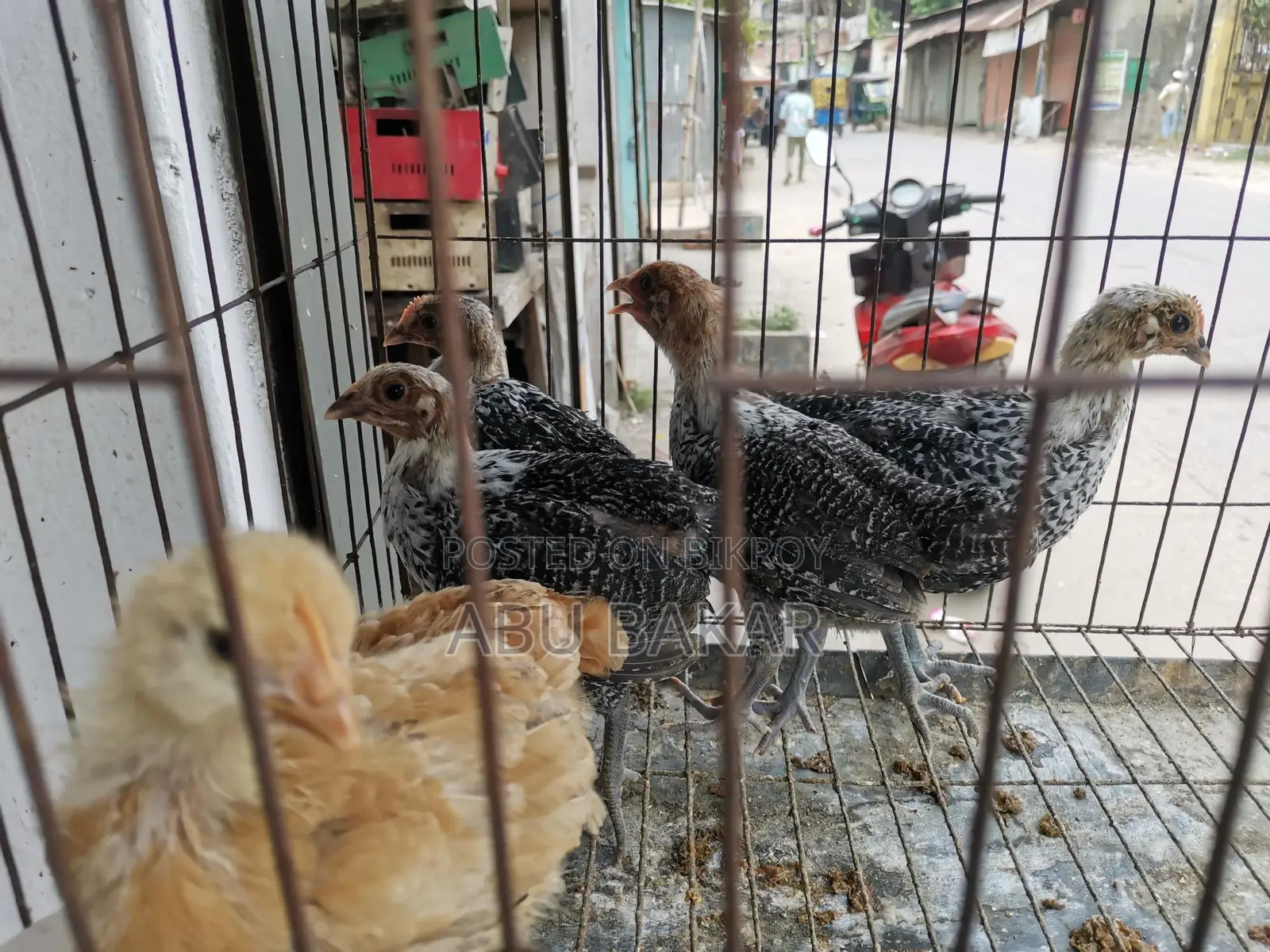 Desi Chicken