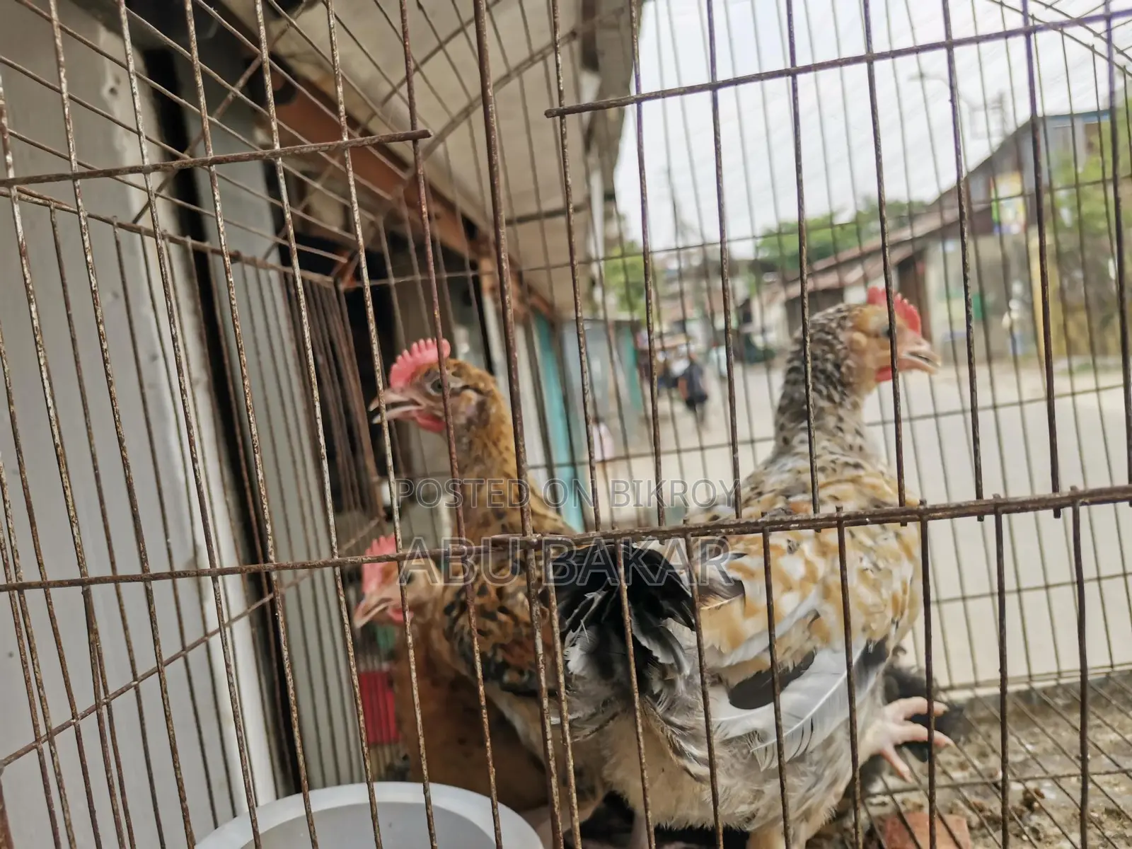 Desi Chicken
