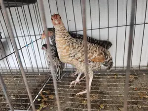 Desi Chicken