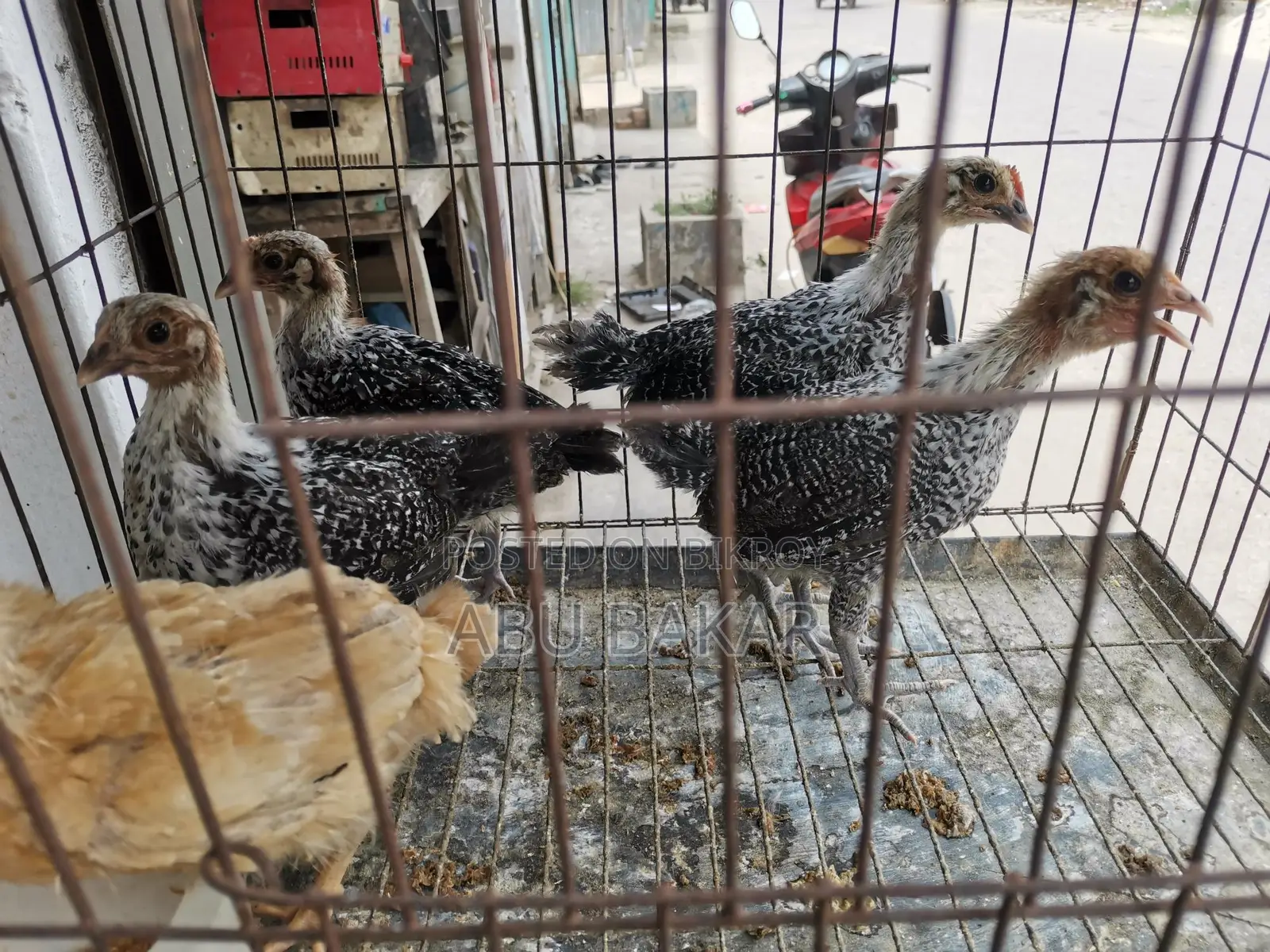 Desi Chicken