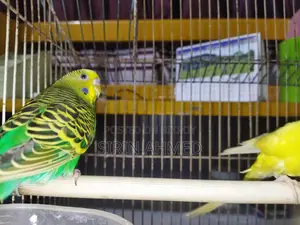 Two birds will be sold.