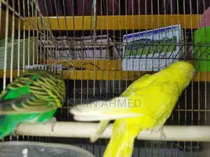 Two birds will be sold.