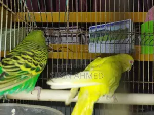 Two birds will be sold.