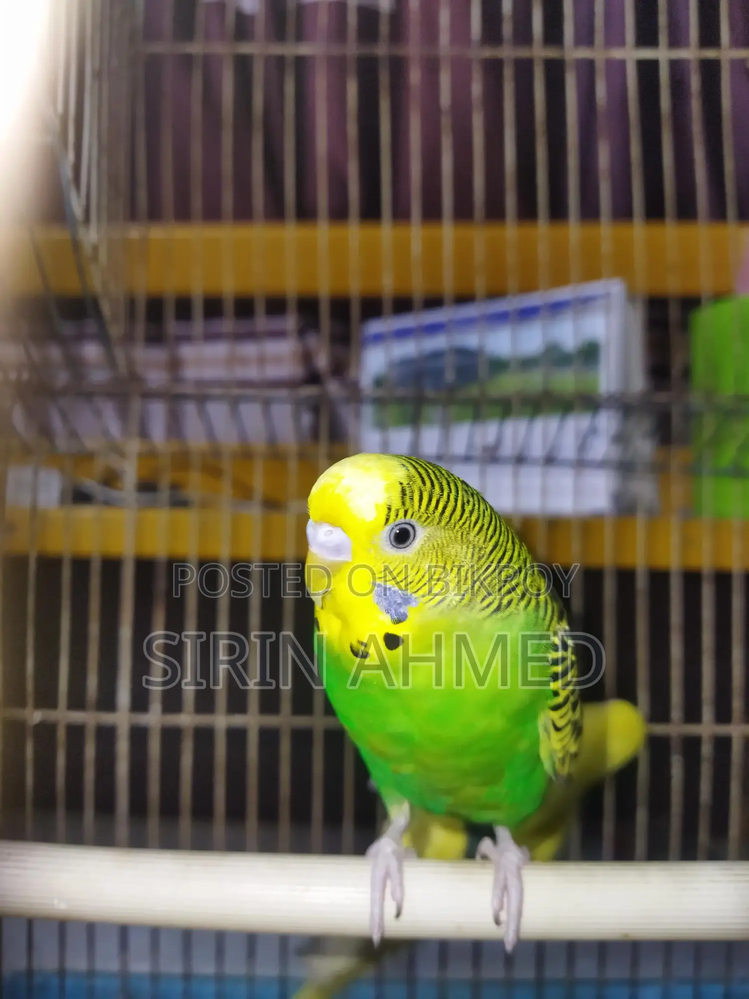 Two birds will be sold.