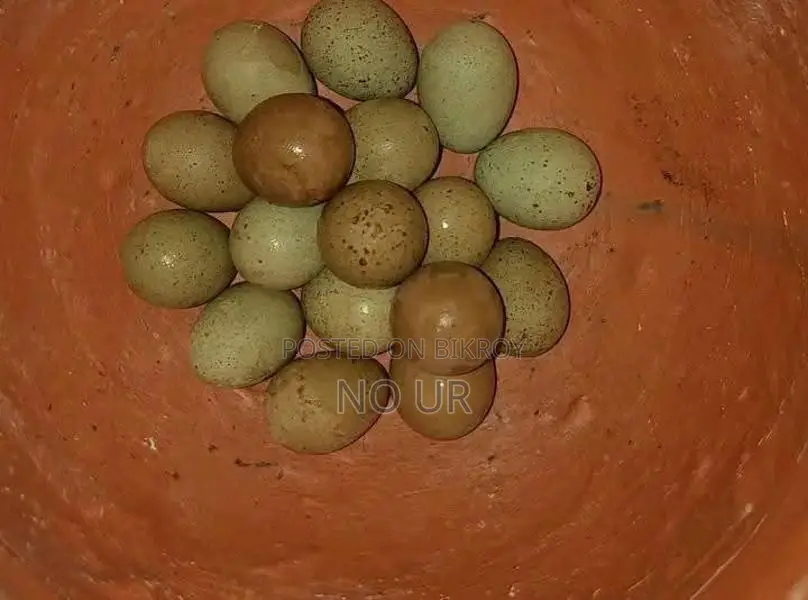বীজ ডিম