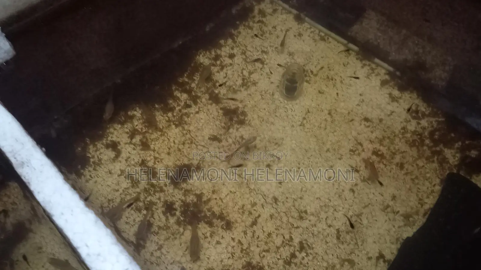 ১জোরা ৪০ টাকা