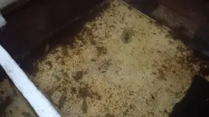 ১জোরা ৪০ টাকা