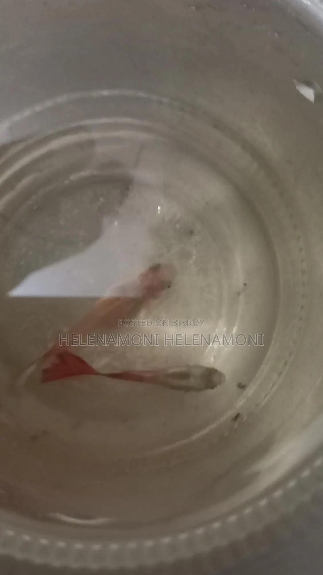 ১জোরা ৪০ টাকা