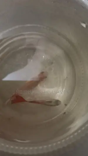 ১জোরা ৪০ টাকা
