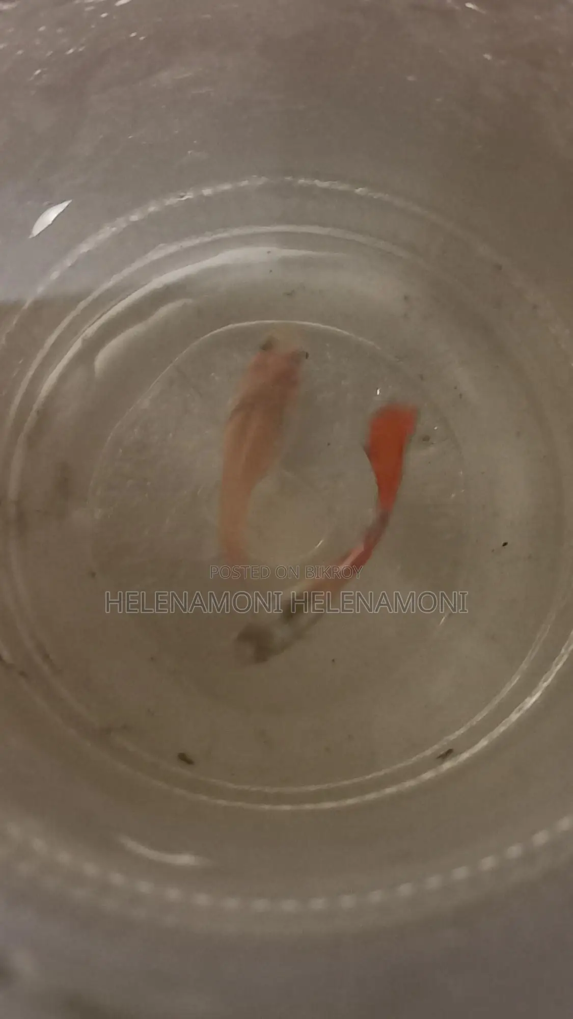 ১জোরা ৪০ টাকা