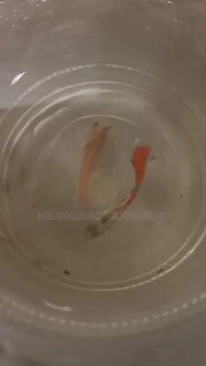 ১জোরা ৪০ টাকা