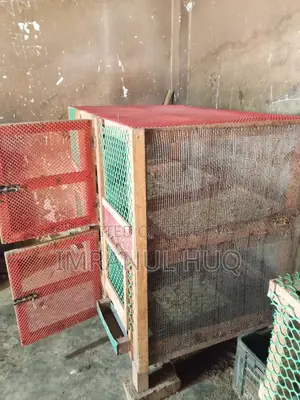 একটি দুই তলা মুরগির খাঁচা