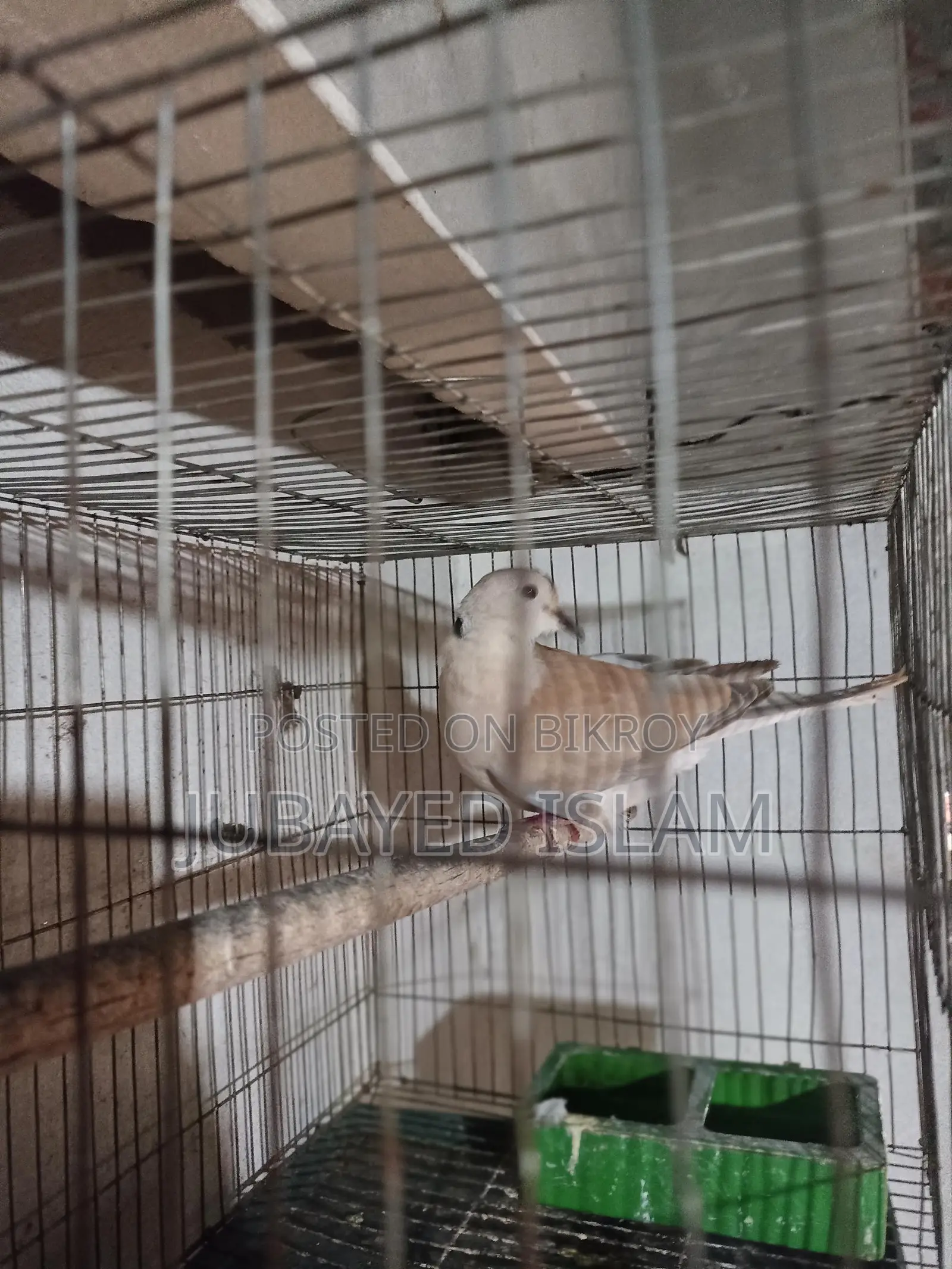 Babri Dove Bird