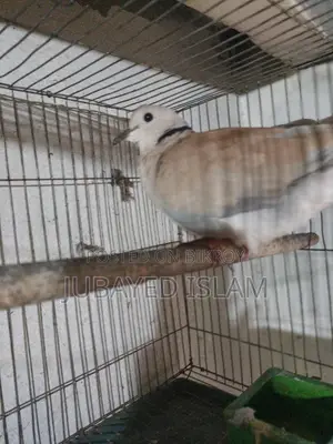 Babri Dove Bird